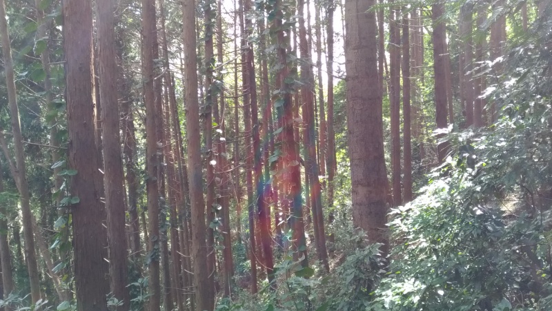 美しい杉の写真